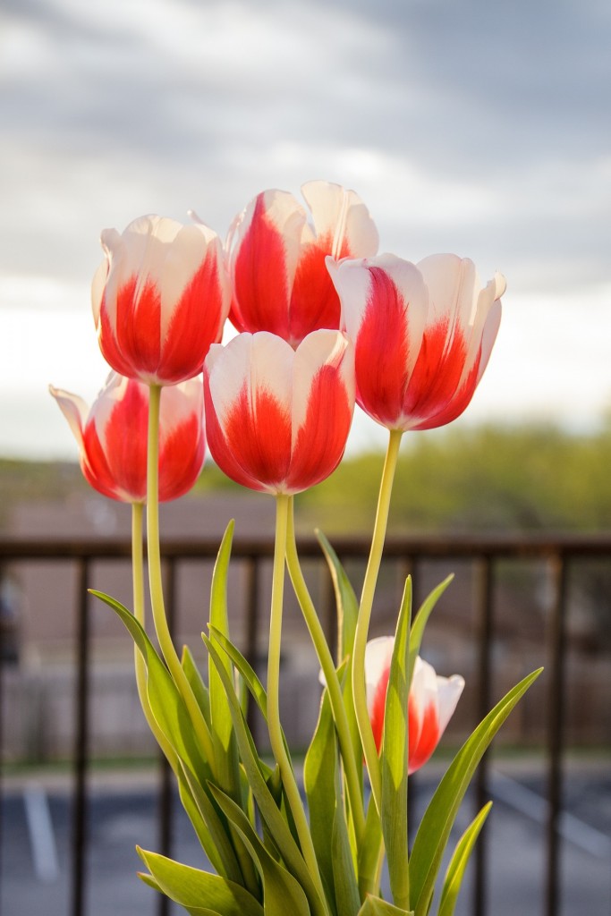 Did you know about tulips?